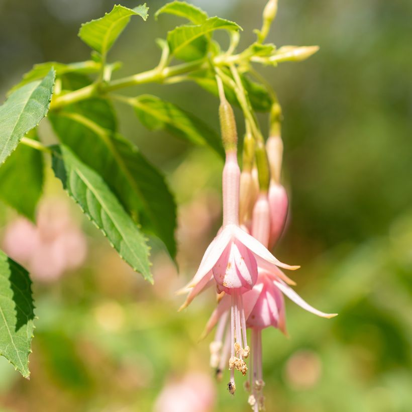 Fuchsia Whiteknights Pearl - Bellenplant (Bloei)