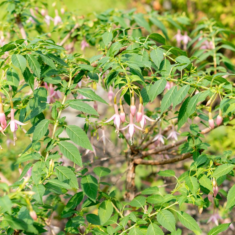 Fuchsia Whiteknights Pearl - Bellenplant (Groeiplaats)