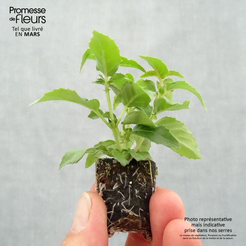 Exemplaar van Fuchsia Bella Nora - Bellenplant Mini-mot Ø 3/4 cm zoals geleverd in de lente