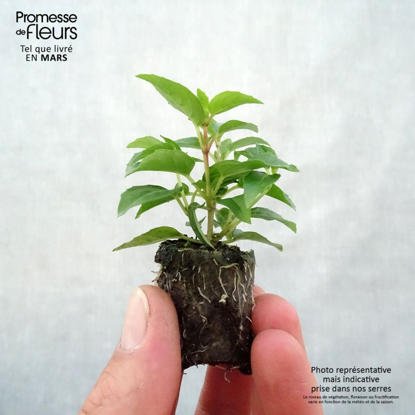 Exemplaar van Fuchsia Bella Sophia Mini-mot Ø 3/4 cm zoals geleverd in de lente