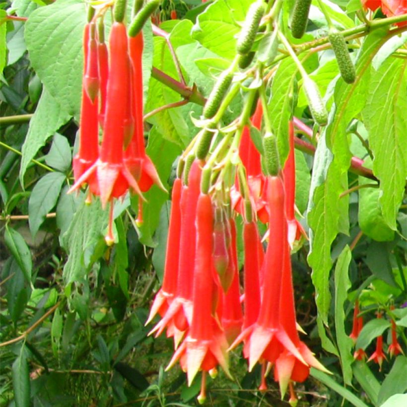 Fuchsia triphylla - Bellenplant (Bloei)