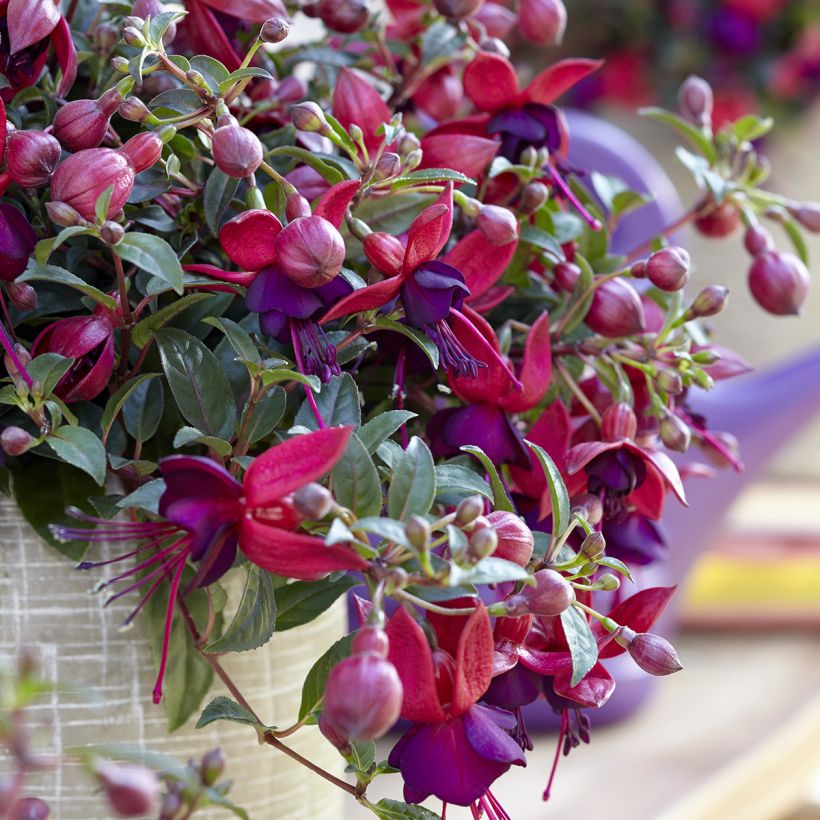 Fuchsia Bella Soila (Bloei)