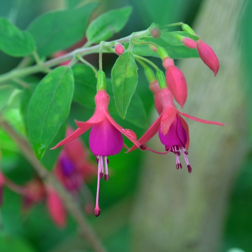 Fuchsia alpestris Grimpant - Bellenplant (Flowering)
