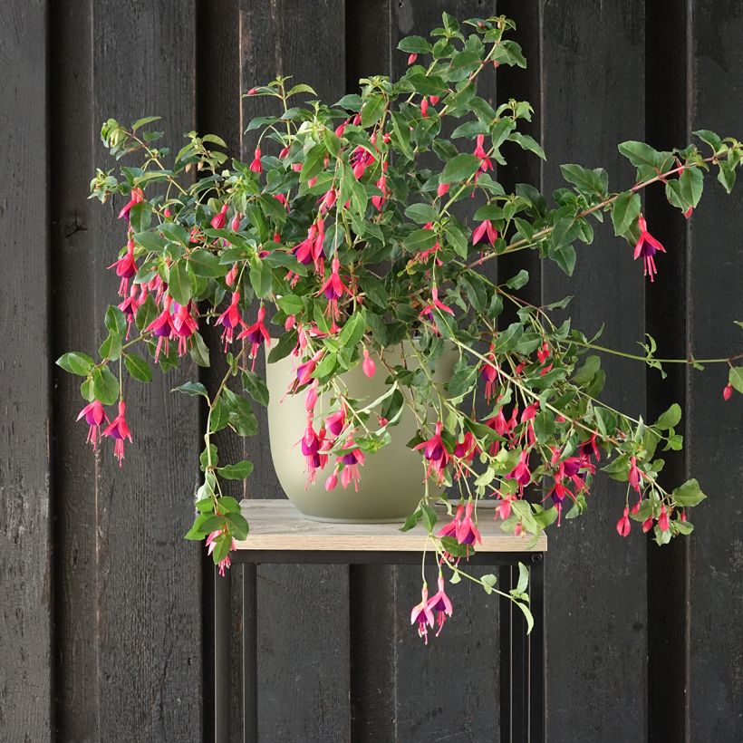 Fuchsia Mrs Popple - Bellenplant (Groeiplaats)