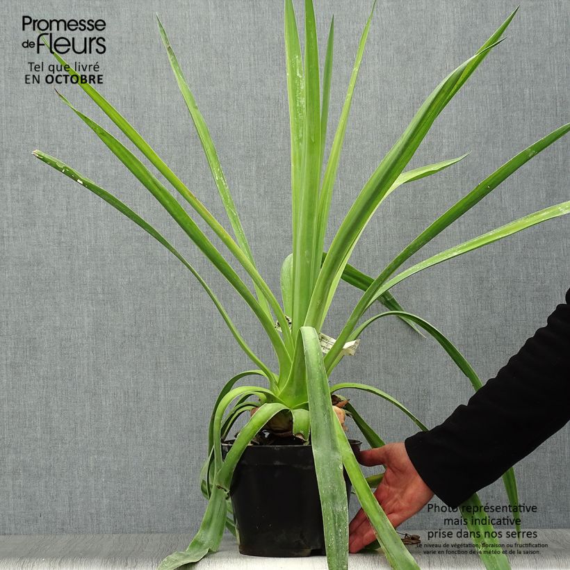 Exemplaar van Furcraea longaeva Pot van 4 l/5 l zoals geleverd in de herfst