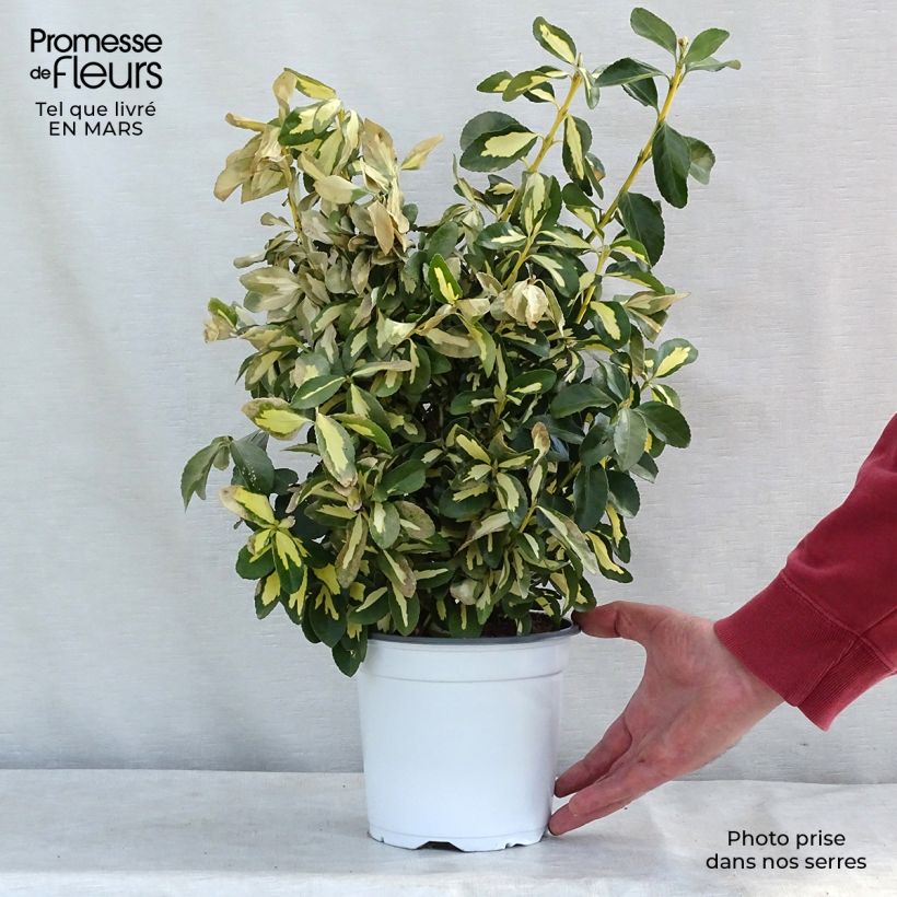 Exemplaar van Euonymus japonicus Duc d'Anjou - Japanse kardinaalsmuts Pot van 3 l/4 l zoals geleverd in de lente