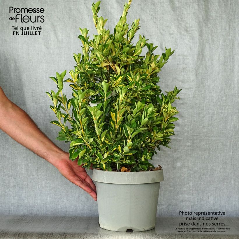 Exemplaar van Euonymus japonicus Duc d'Anjou - Japanse kardinaalsmuts Pot van 3 l/4 l zoals geleverd in de zomer