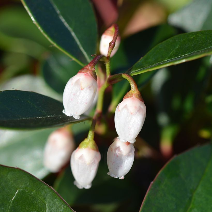 Gaultheria White Pearl - Bergthee (Bloei)