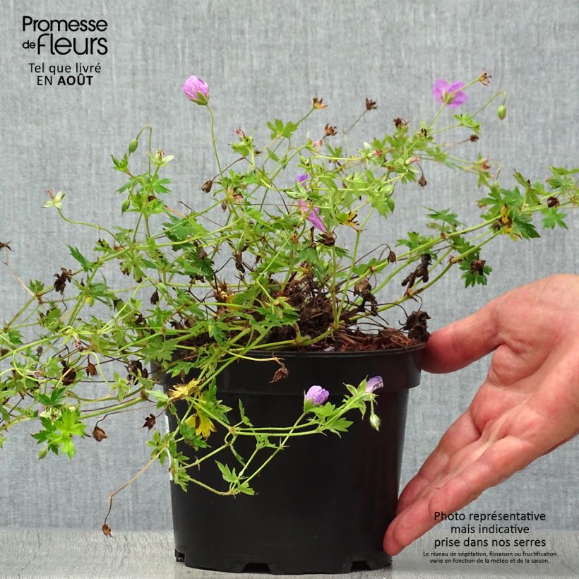 Exemplaar van Geranium sanguineum Blushing Turtle - Bloedooievaarsbek Pot van 2 l/3 l zoals geleverd in de zomer