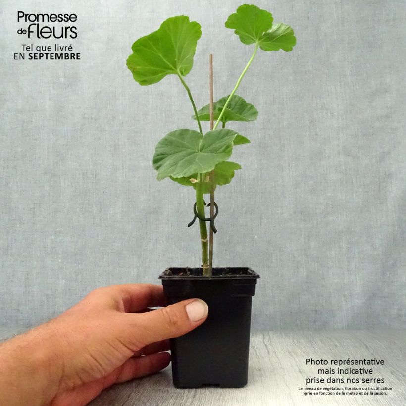 Exemplaar van Pelargonium Bouton de rose Appleblossom - Zonale geranium Kweekpotje van 7/8 cm zoals geleverd in de herfst