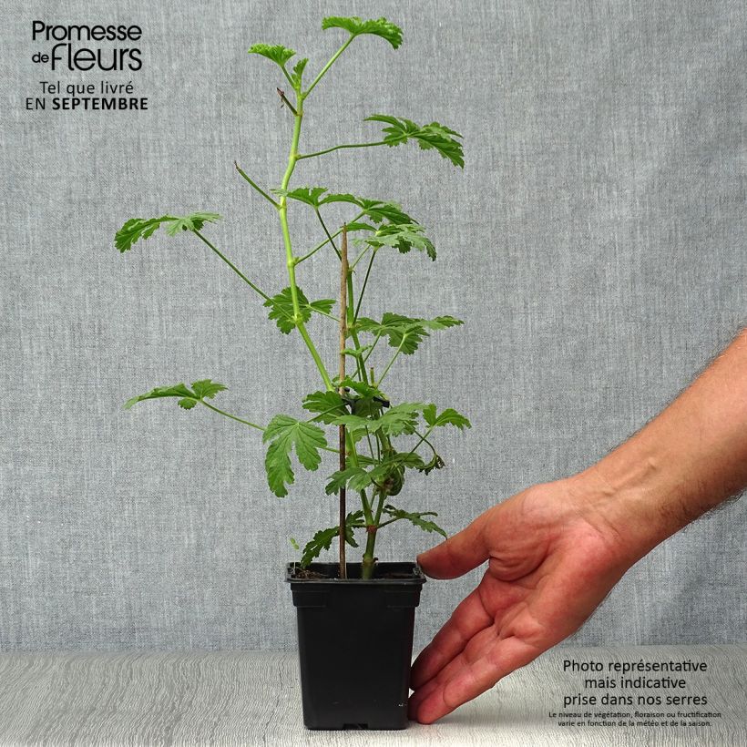Exemplaar van Pelargonium Paton's Unique - Geurgeranium Kweekpotje van 7/8 cm zoals geleverd in de herfst