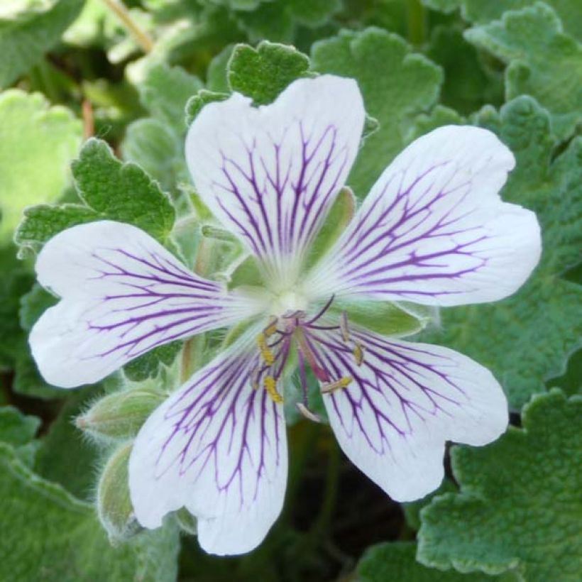 Geranium renardii - Kaukasische ooievaarsbek (Bloei)