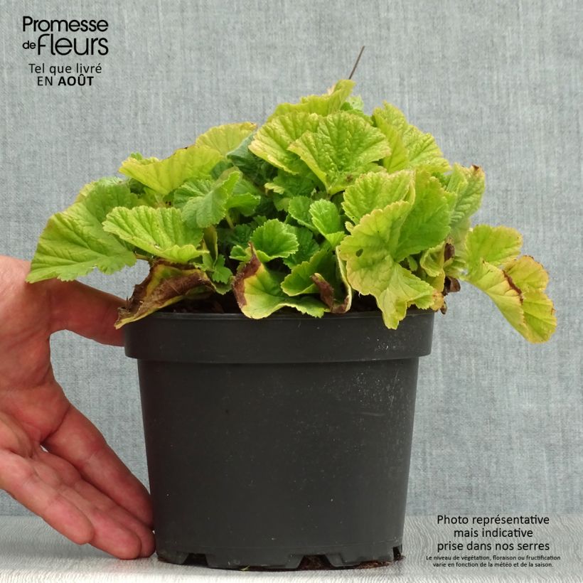 Exemplaar van Geum coccineum Borisii - Nagelkruid Pot van 2 l/3 l zoals geleverd in de zomer