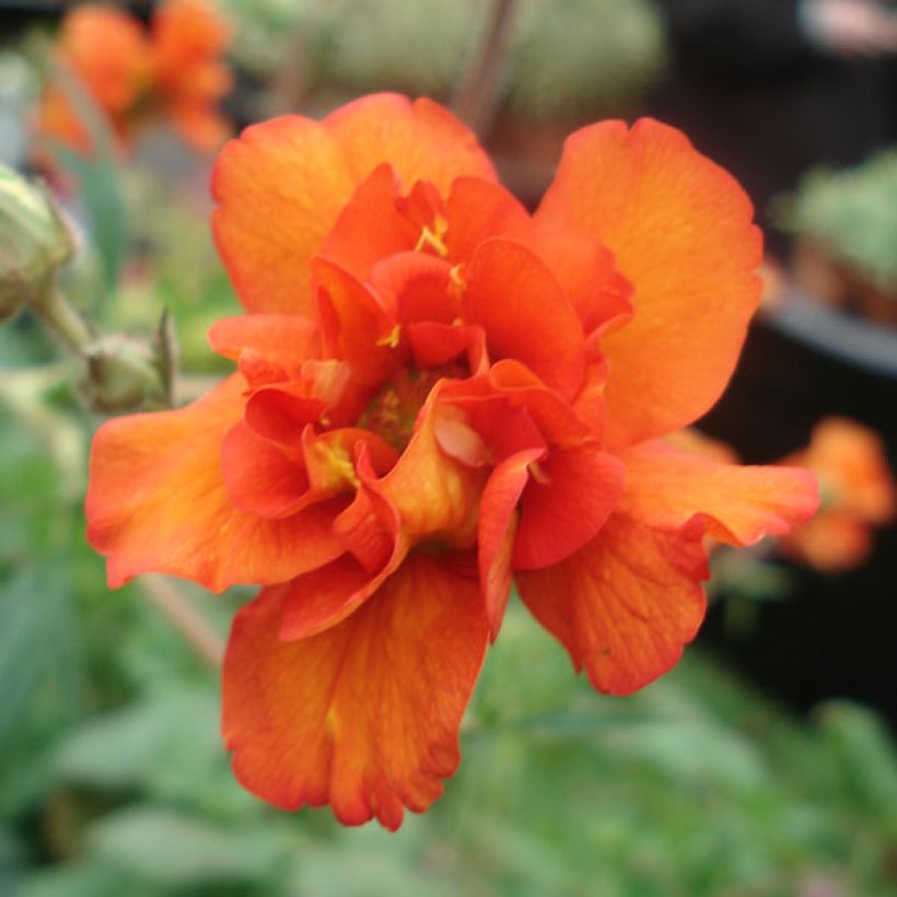 Geum Prinses Juliana - Nagelkruid (Bloei)