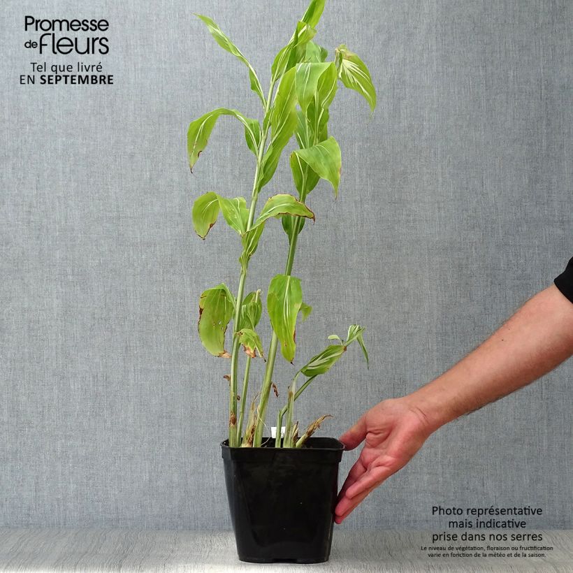 Exemplaar van Zingiber mioga Dancing Crane - Japanse gember Pot van 3 l/4 l zoals geleverd in de herfst