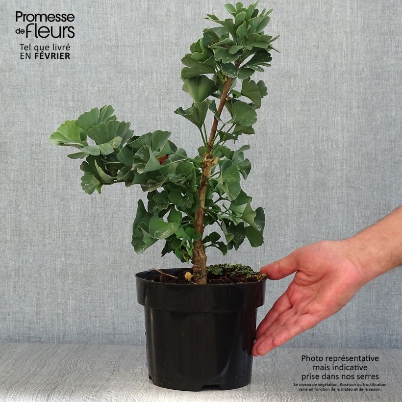 Exemplaar van Ginkgo biloba Troll - Japanse notenboom Pot van 2 l/3 l zoals geleverd in de herfst