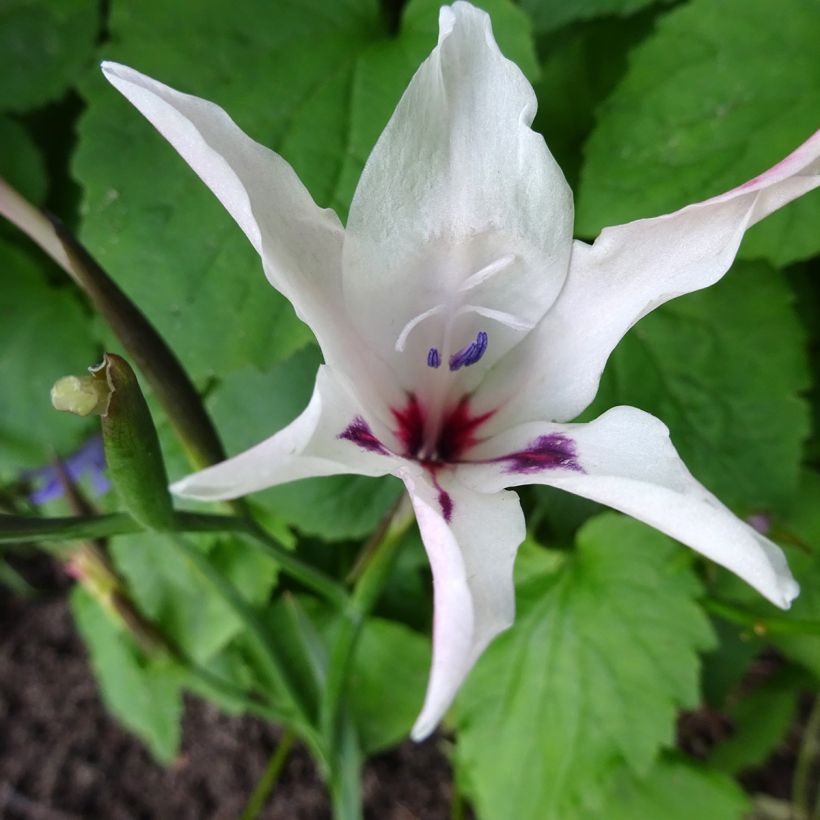 Gladiolus carneus Albidus - Gladiool (Bloei)