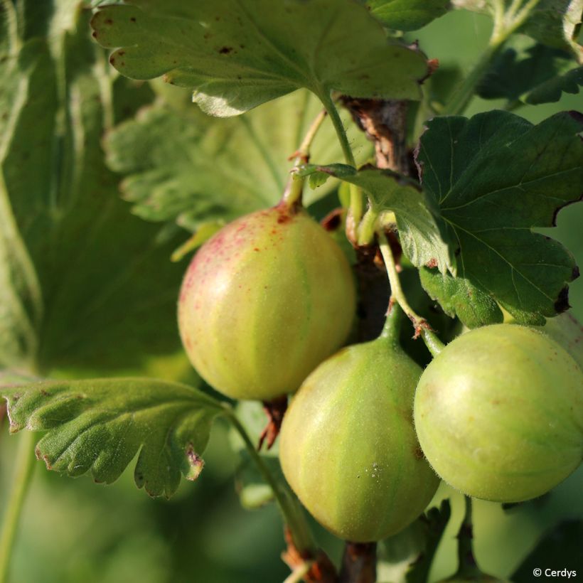 Kruisbes Greenling (Oogst)