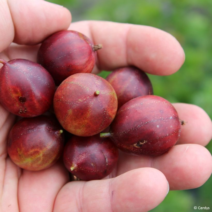 Kruisbes Crispa® Nibbling (Oogst)