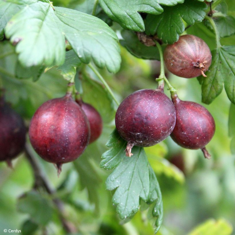 Kruisbes Easycrisp® Mme Sansouci (Oogst)
