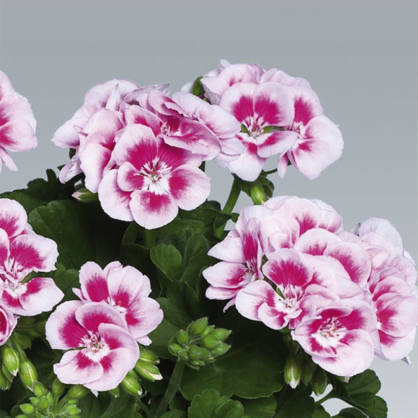 Pelargonium Flowerfairy White Splash - Zonale geranium (Bloei)