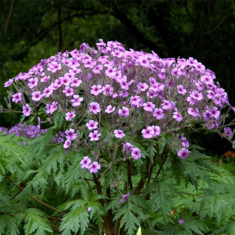 Geranium maderense - Madeira-ooievaarsbek (Groeiplaats)