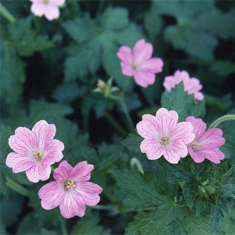 Geranium oxonianum Claridge Druce - Ooievaarsbek (Bloei)