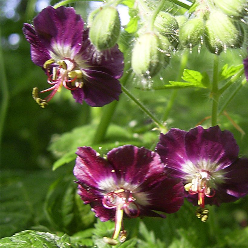 Geranium phaeum - Donkere ooievaarsbek (Bloei)