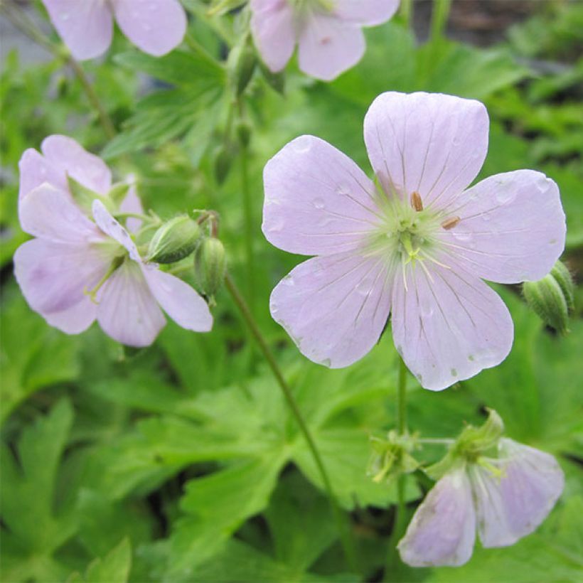 Geranium maculatum Chatto - Gevlekte ooievaarsbek (Bloei)