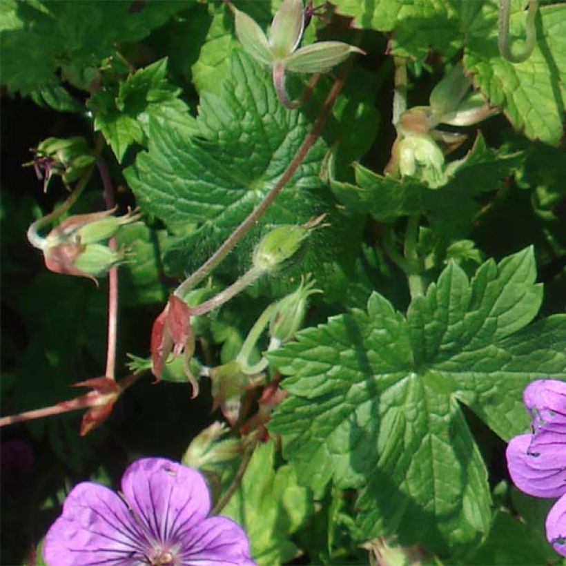 Geranium Pink Penny - Ooievaarsbek (Blad)