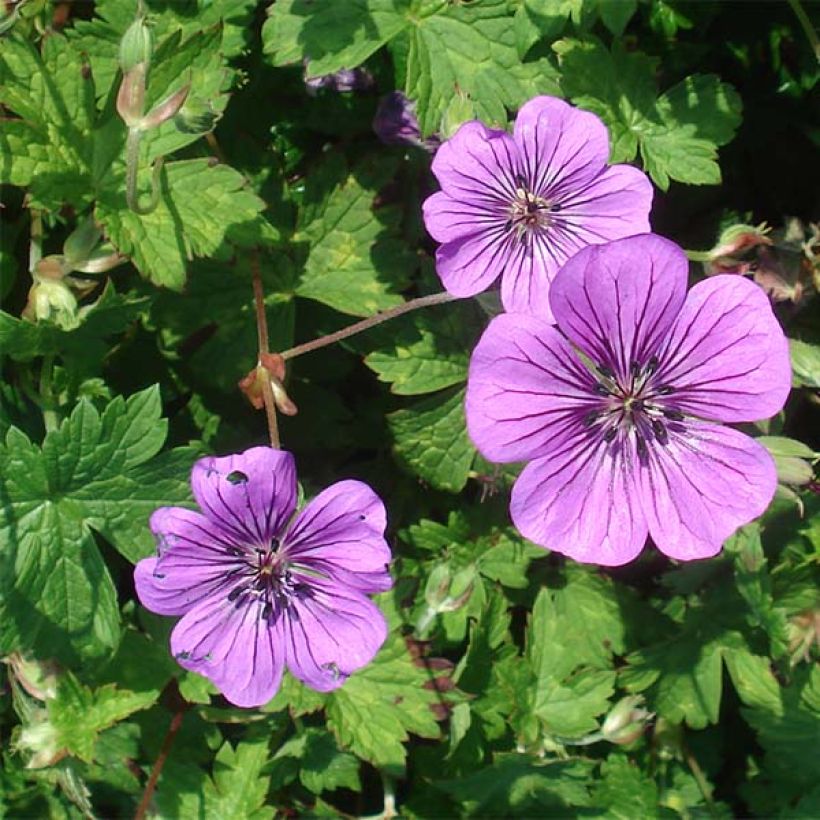 Geranium Pink Penny - Ooievaarsbek (Bloei)