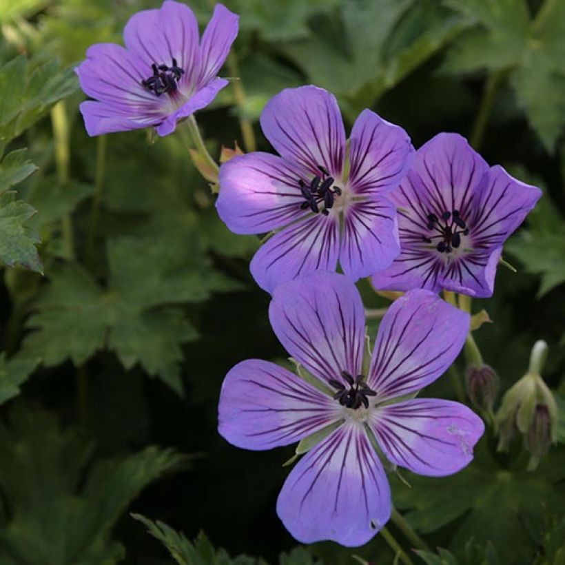 Geranium wallichianum Rise and Shine - Ooievaarsbek (Bloei)