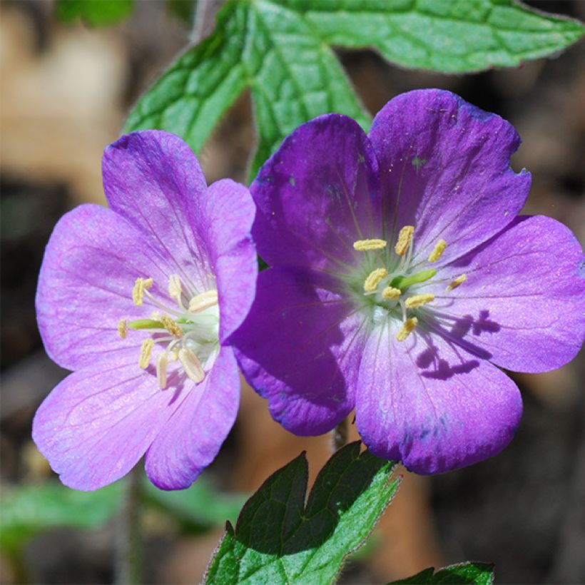 Geranium pratense Spinners - Beemdooievaarsbek (Bloei)