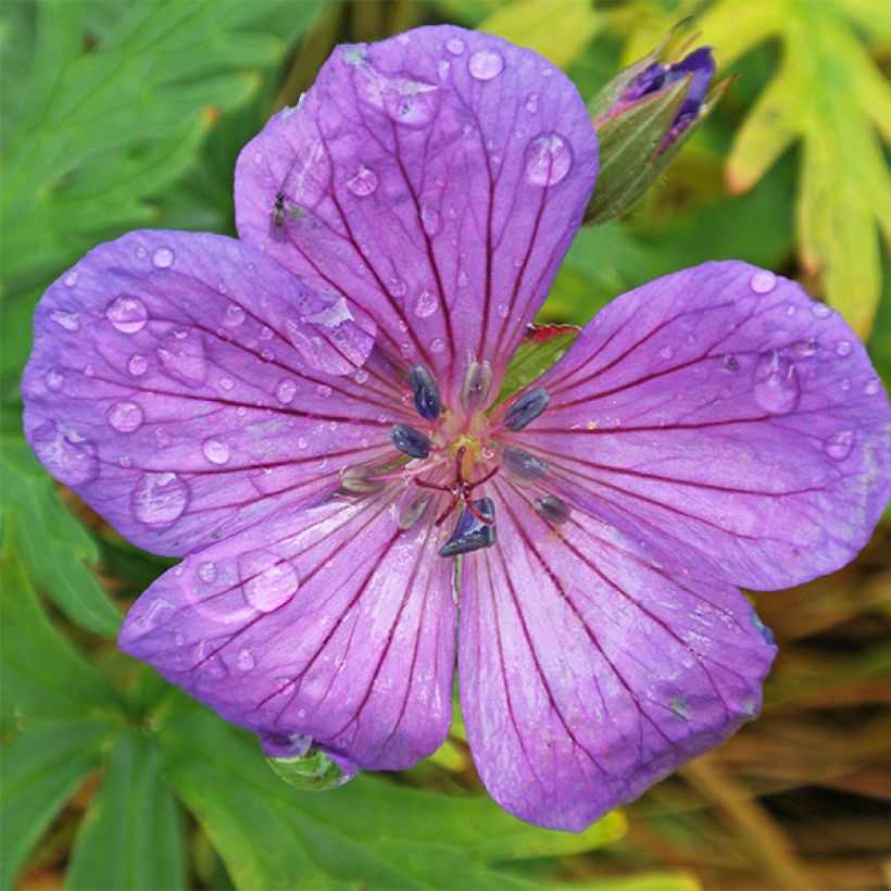 Geranium clarkei Kashmir Purple - Ooievaarsbek (Bloei)