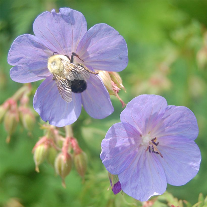 Geranium clarkei Kashmir Blue - Ooievaarsbek (Bloei)