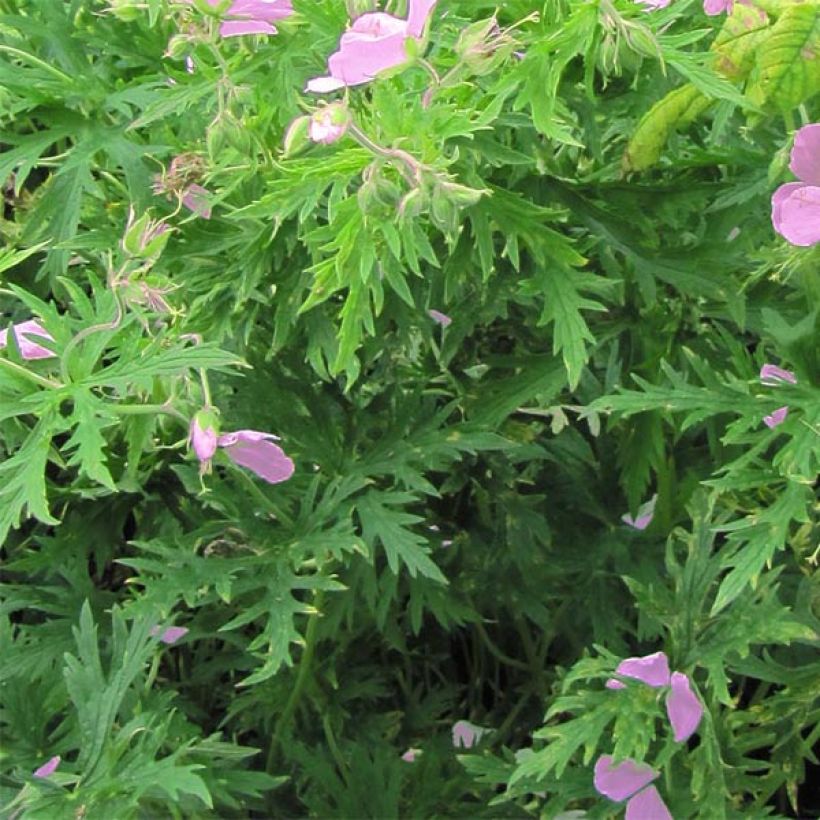 Geranium clarkei Kashmir Pink - Ooievaarsbek (Blad)