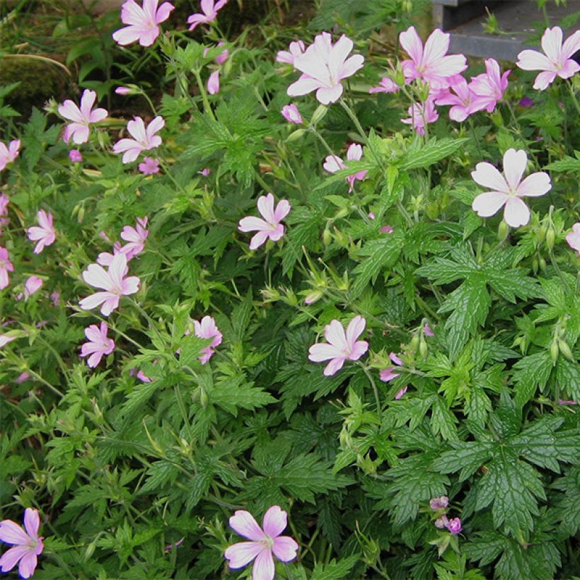 Geranium endressii - Ooievaarsbek (Groeiplaats)