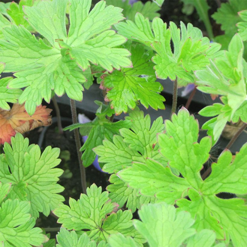 Geranium himalayense - Ooievaarsbek (Foliage)