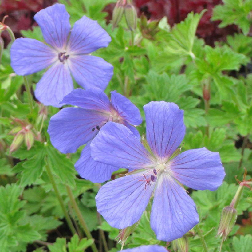 Geranium himalayense - Ooievaarsbek (Flowering)