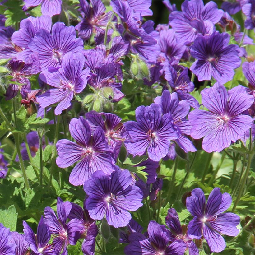 Geranium ibericum Vital - Ooievaarsbek (Bloei)