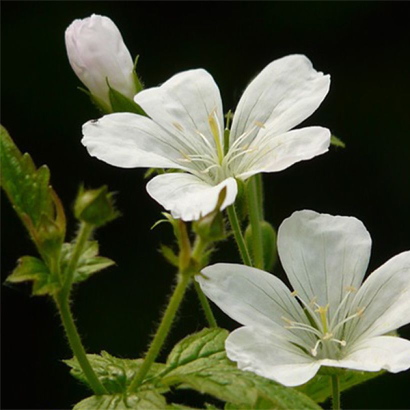 Geranium nodosum Silverwood - Ooievaarsbek (Bloei)