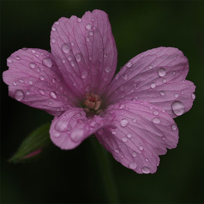 Geranium oxonianum Rosenlicht - Ooievaarsbek (Bloei)