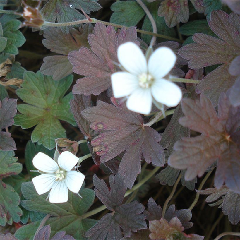Geranium oxonianum Sanne - Ooievaarsbek (Bloei)