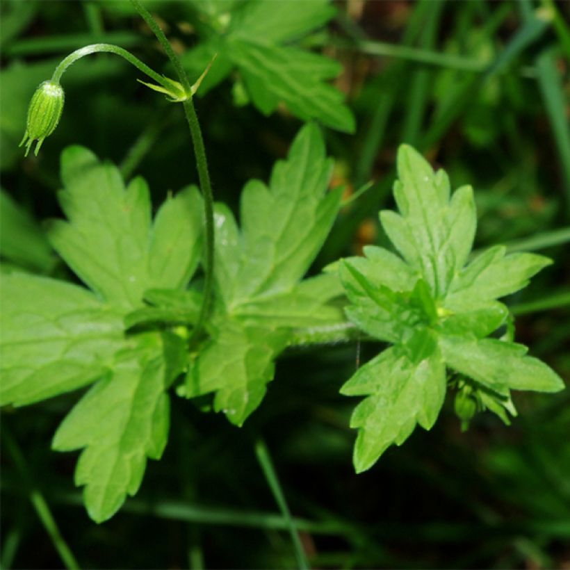 Geranium palustre - Moerasooievaarsbek (Blad)