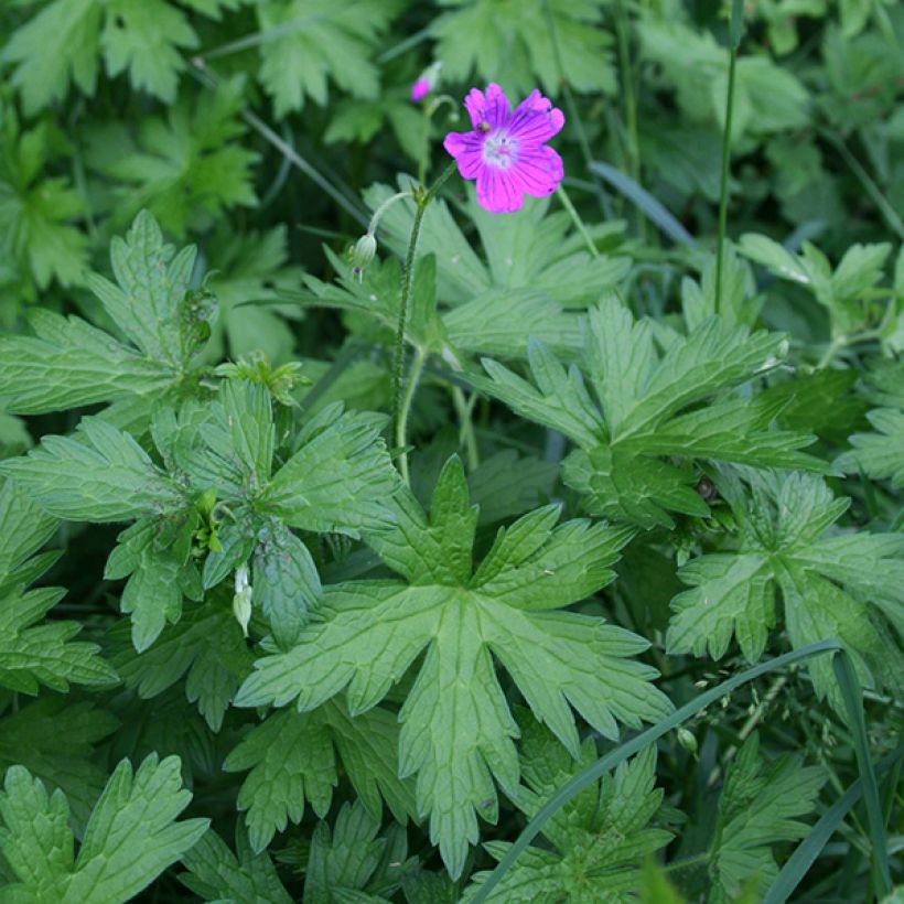 Geranium palustre - Moerasooievaarsbek (Groeiplaats)