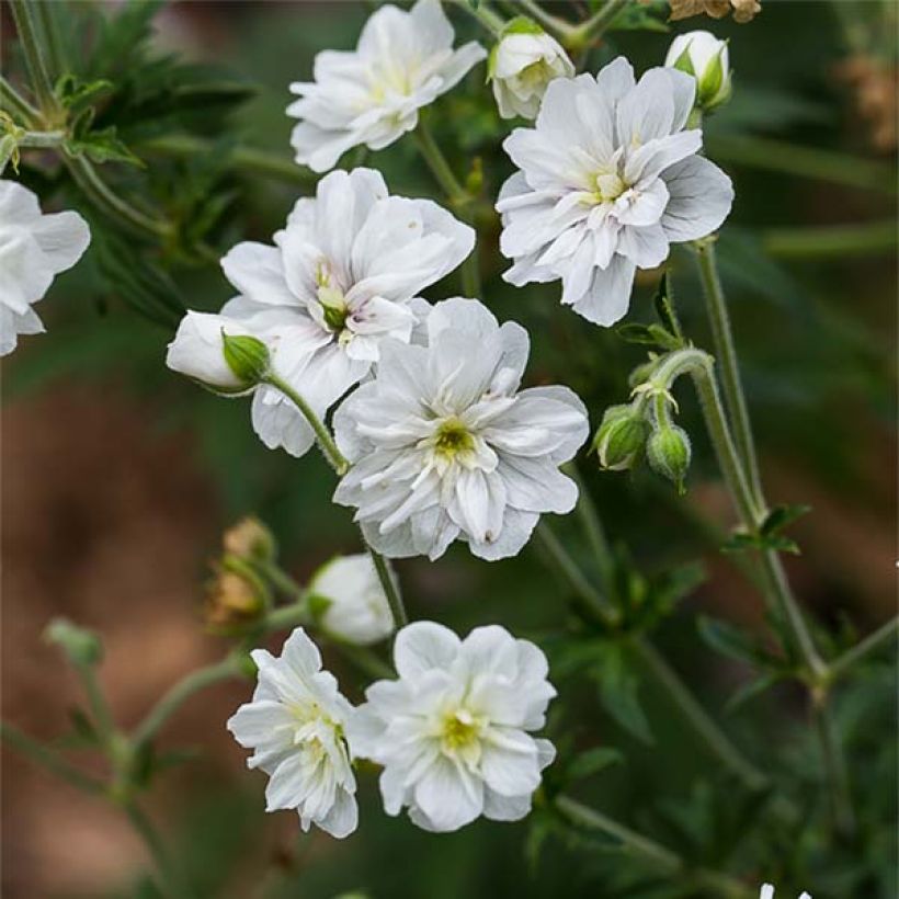 Geranium pratense Double Jewel - Beemdooievaarsbek dubbel (Bloei)