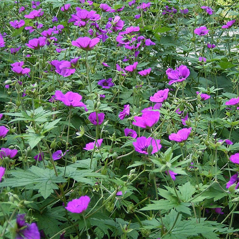 Geranium psilostemon - Armeense ooievaarsbek (Bloei)
