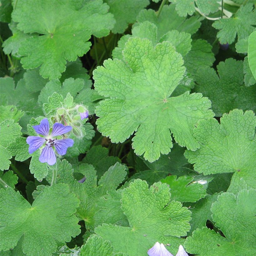 Geranium renardii Philippe Vapelle - Kaukasische ooievaarsbek (Blad)