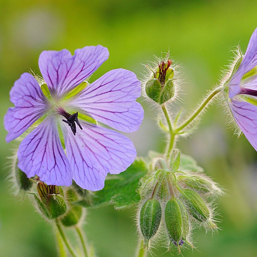 Geranium renardii Philippe Vapelle - Kaukasische ooievaarsbek (Bloei)
