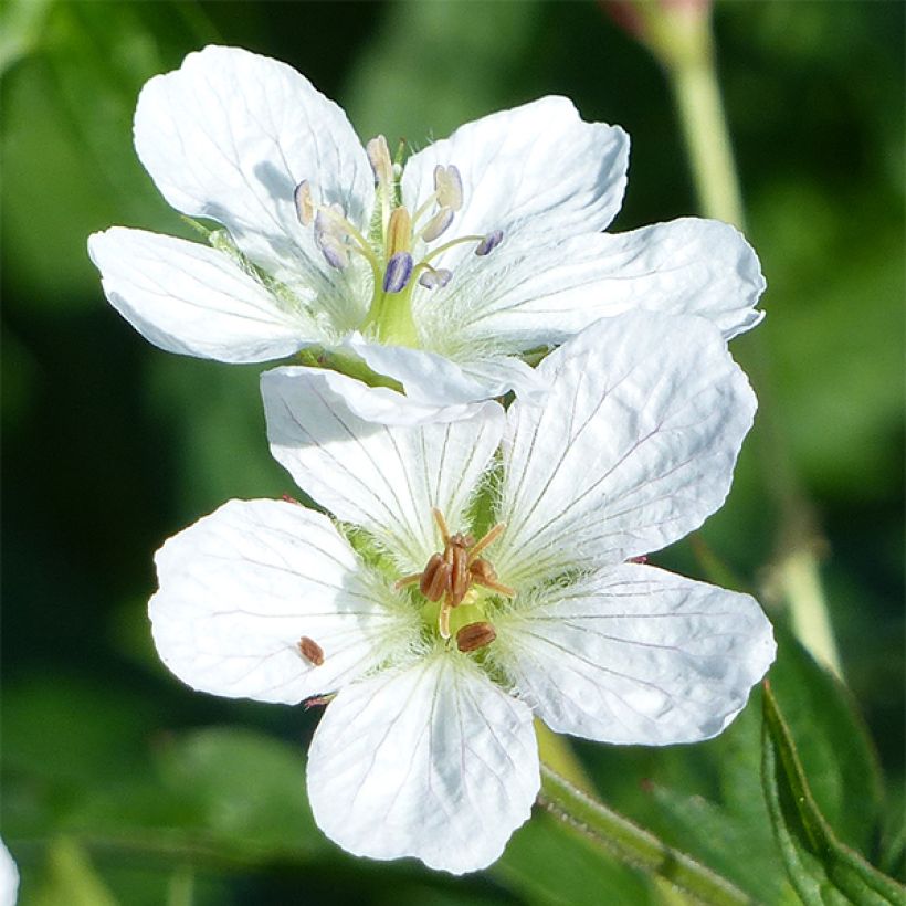 Geranium richardsonii - Ooievaarsbek (Bloei)